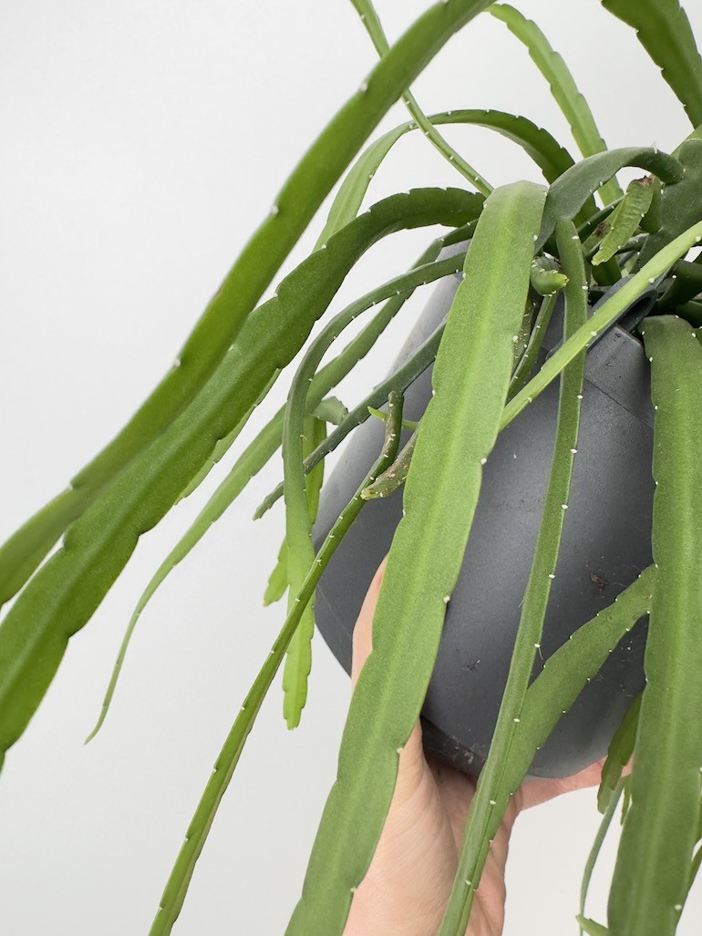 Lepismium Bolivianum