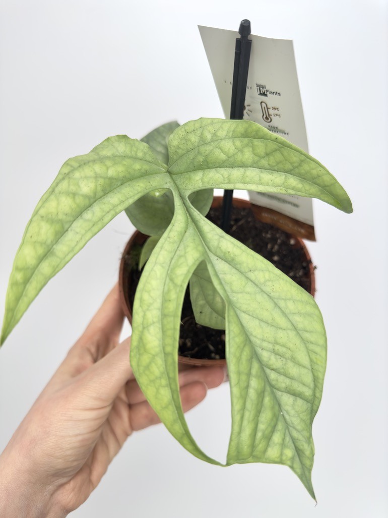 Amydrium Medium Silver