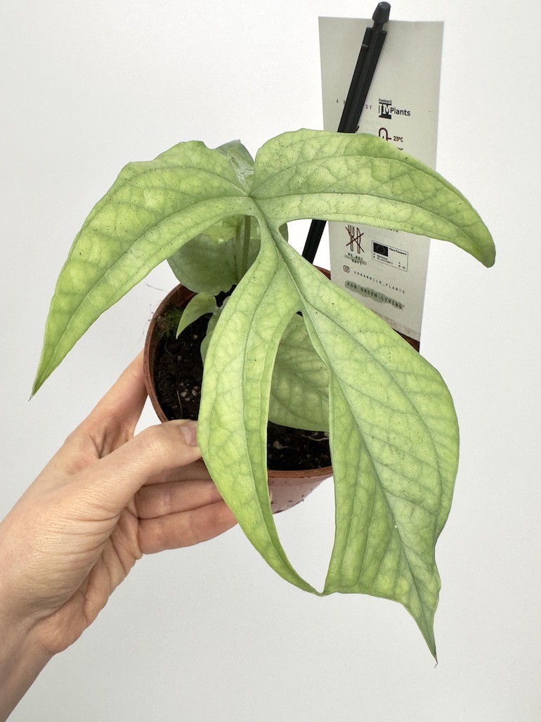 Amydrium Medium Silver