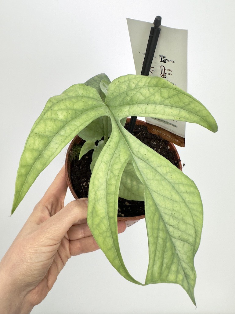 Amydrium Medium Silver