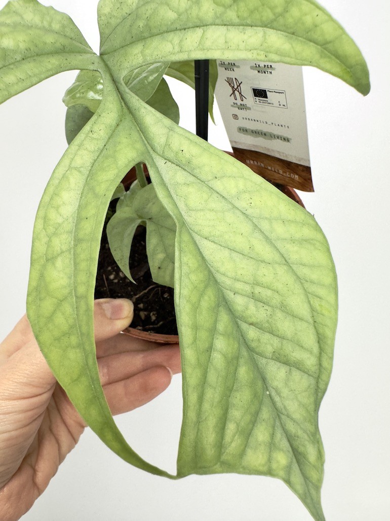 Amydrium Medium Silver