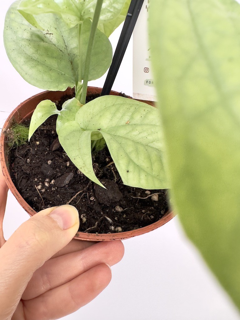 Amydrium Medium Silver