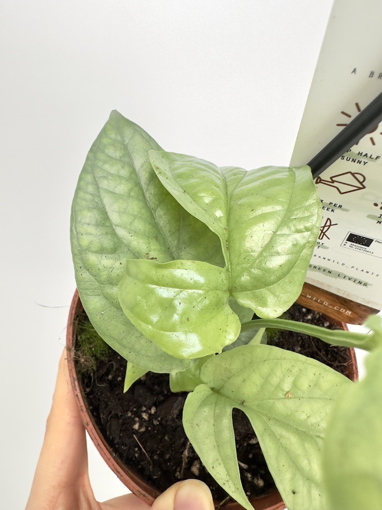 Amydrium Medium Silver