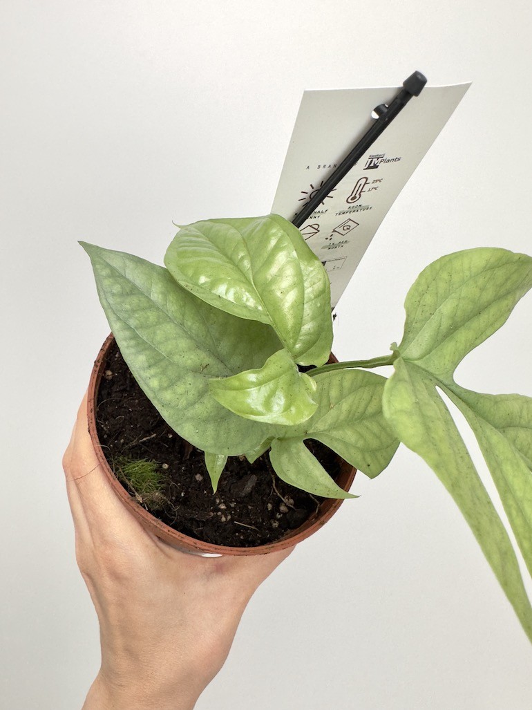 Amydrium Medium Silver