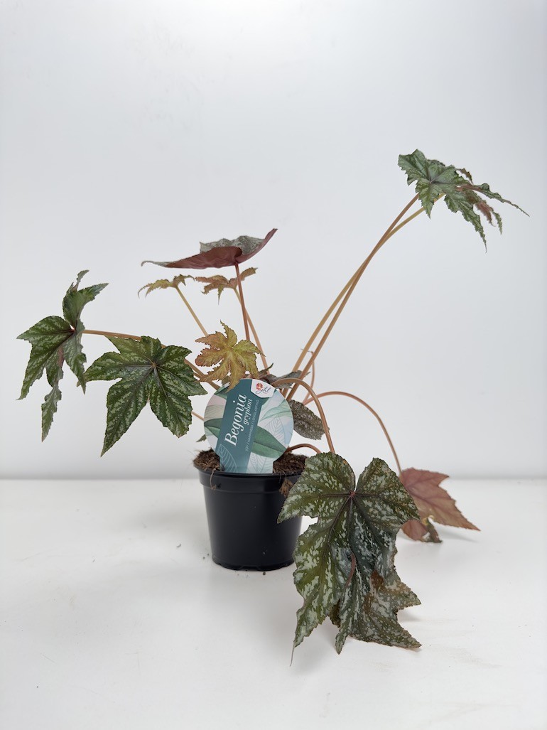 Begonia blad ‘ Gryphon’