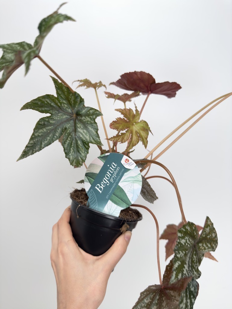 Begonia blad ‘ Gryphon’