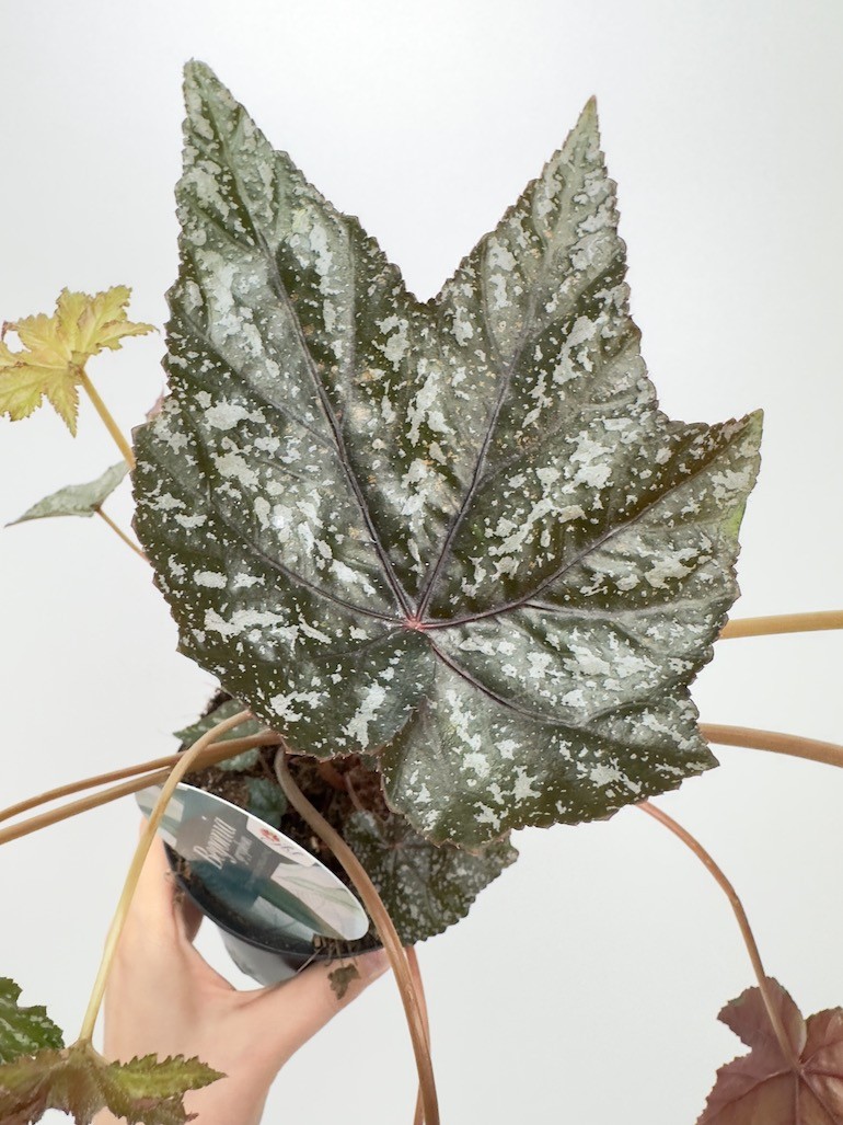 Begonia blad ‘ Gryphon’