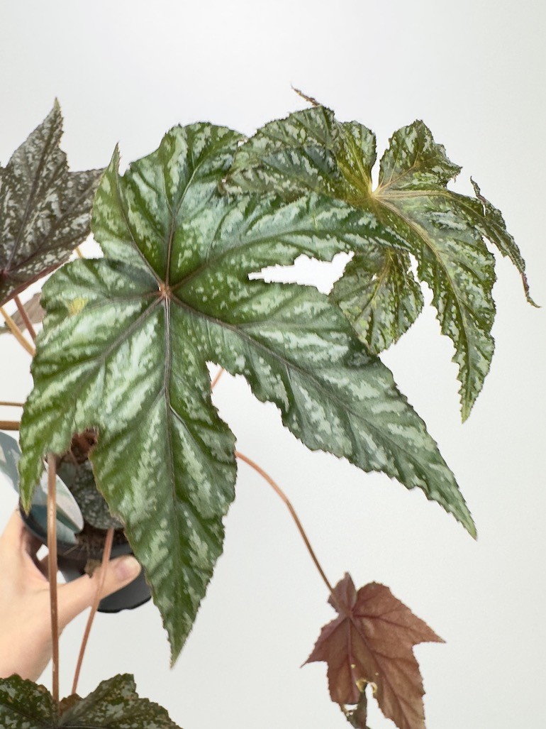 Begonia blad ‘ Gryphon’