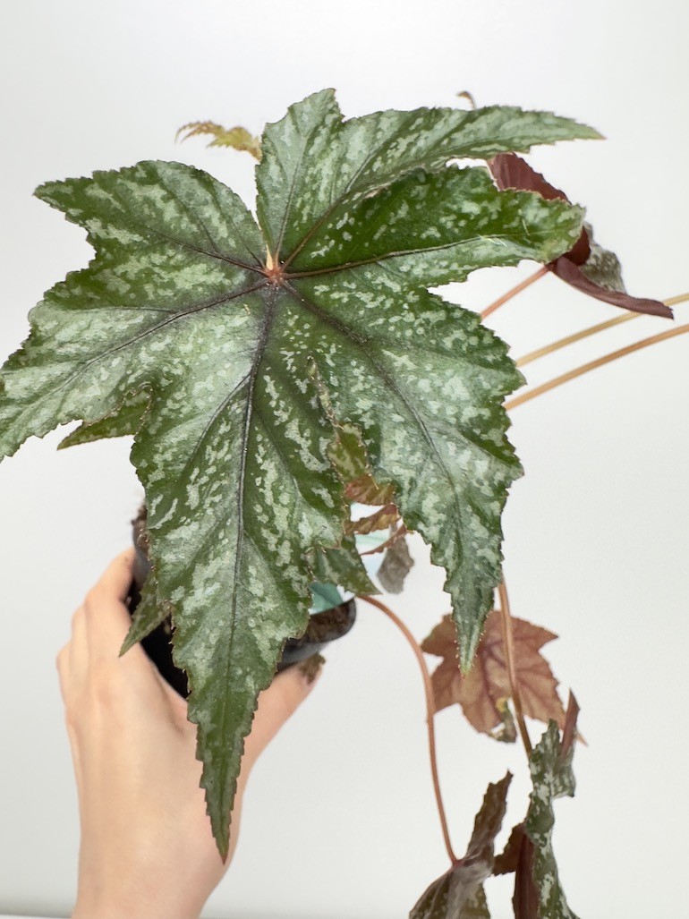 Begonia blad ‘ Gryphon’