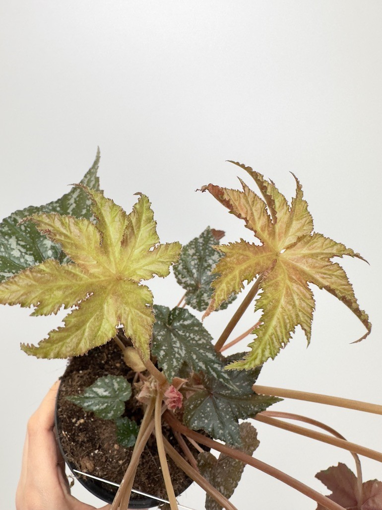 Begonia blad ‘ Gryphon’