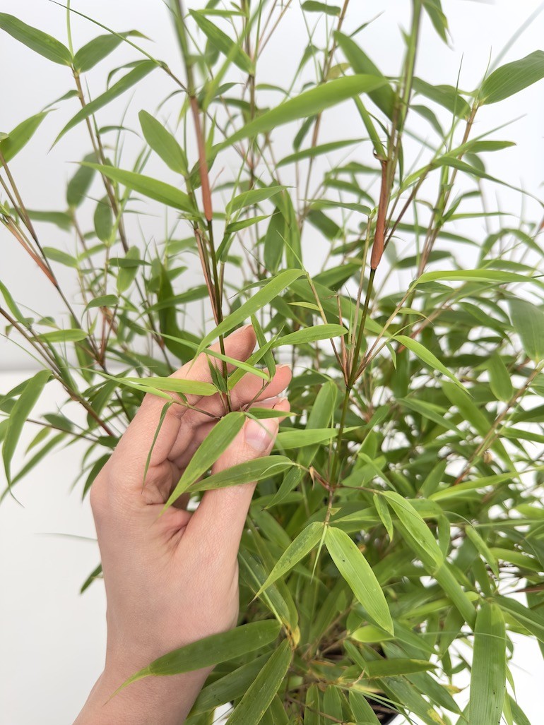 Fargesia Rufa
