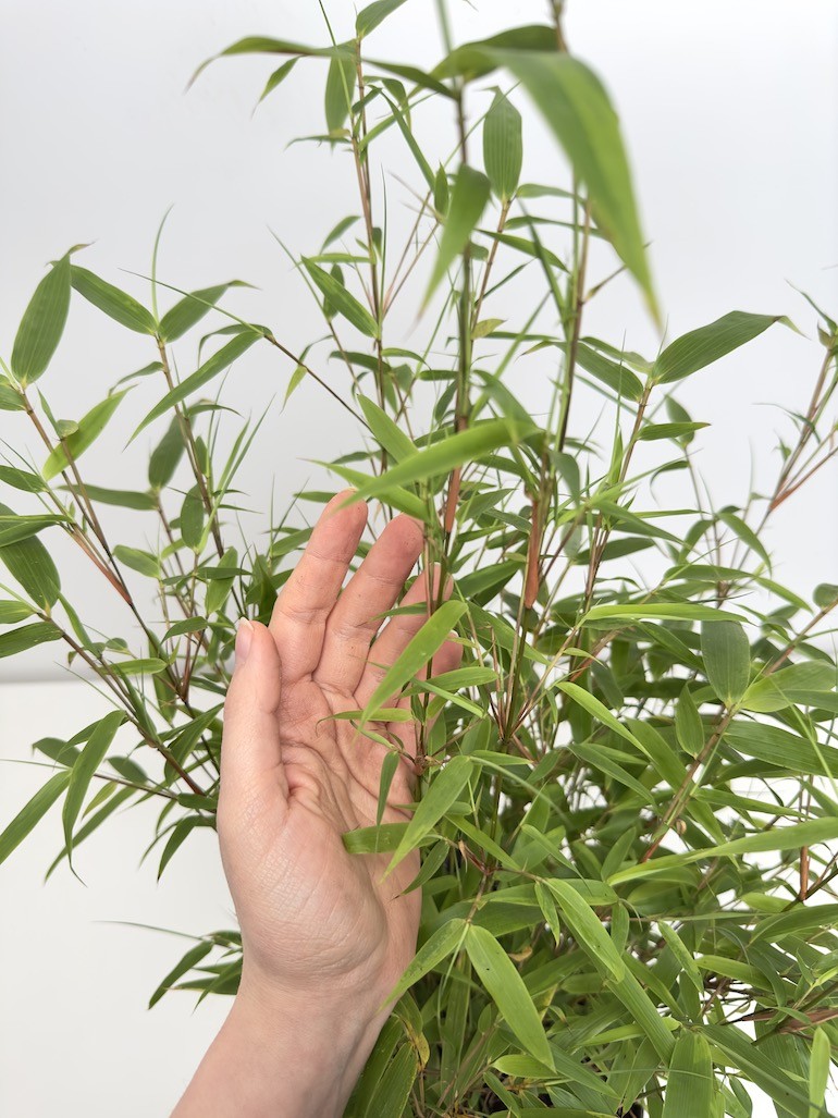 Fargesia Rufa