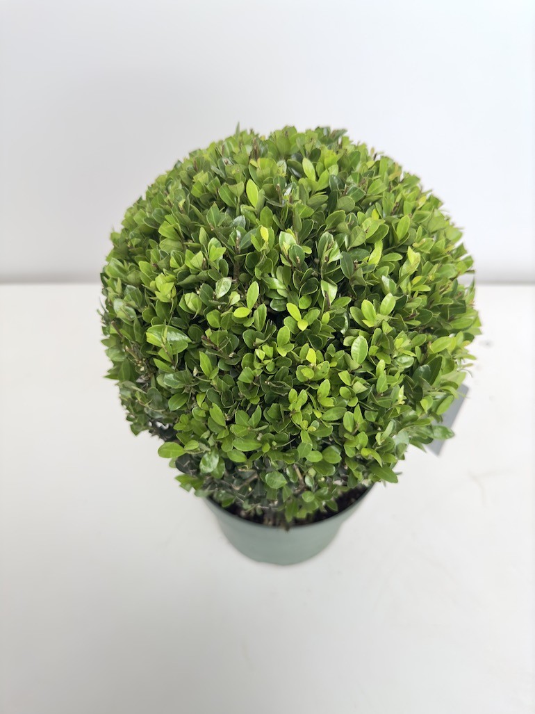 Ilex crenata ‘Jenny’