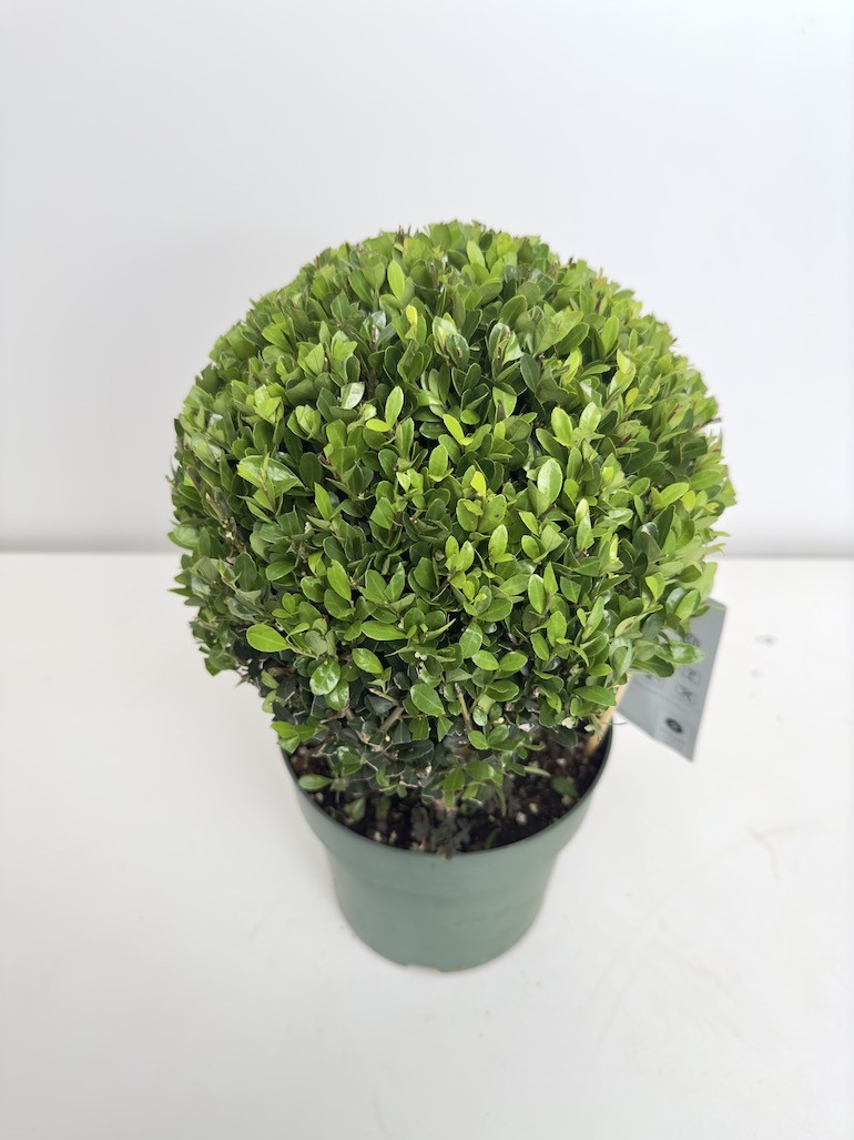 Ilex crenata ‘Jenny’