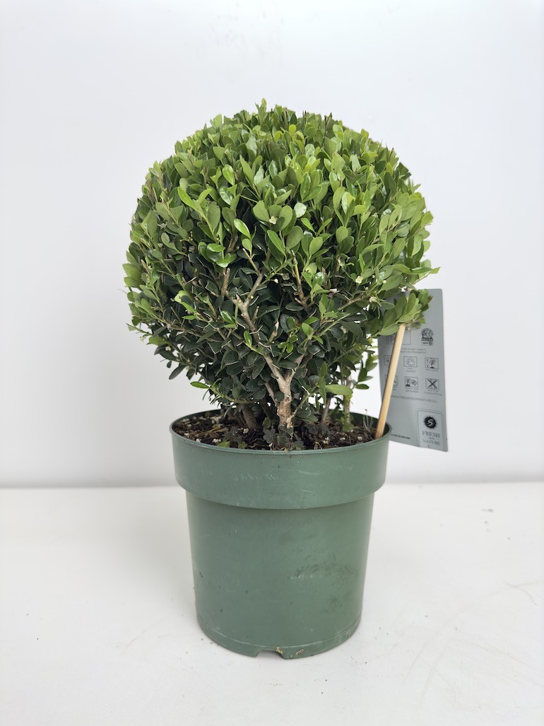 Ilex crenata ‘Jenny’