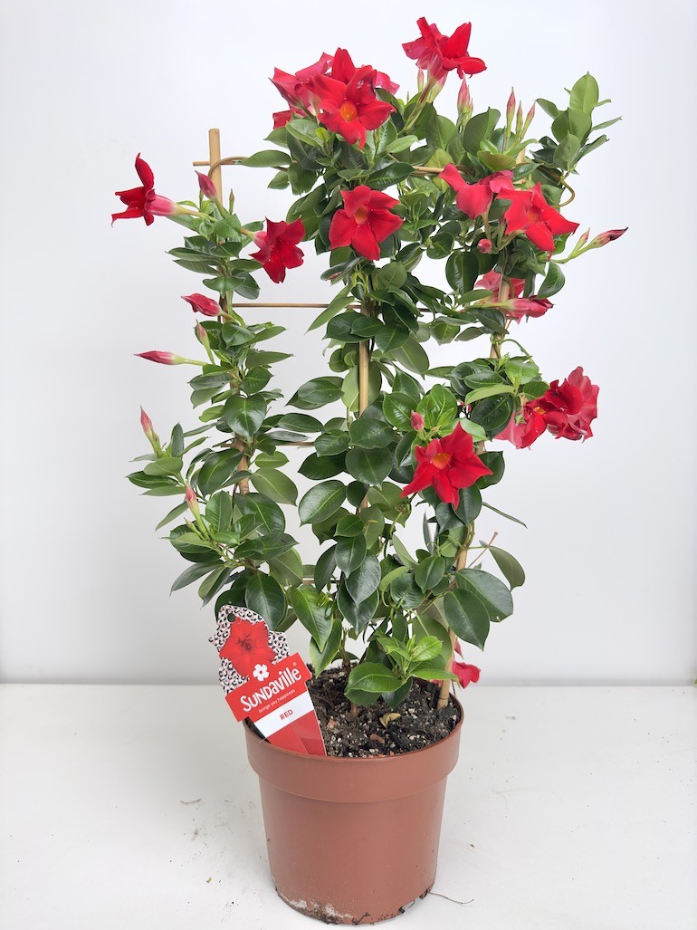 Mandevilla Splendens