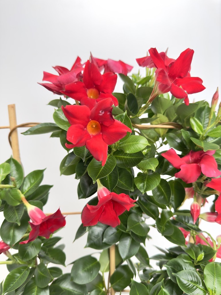 Mandevilla Splendens