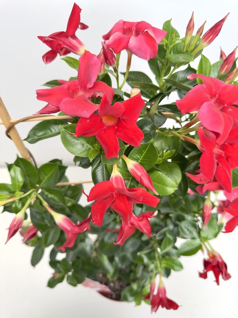 Mandevilla Splendens