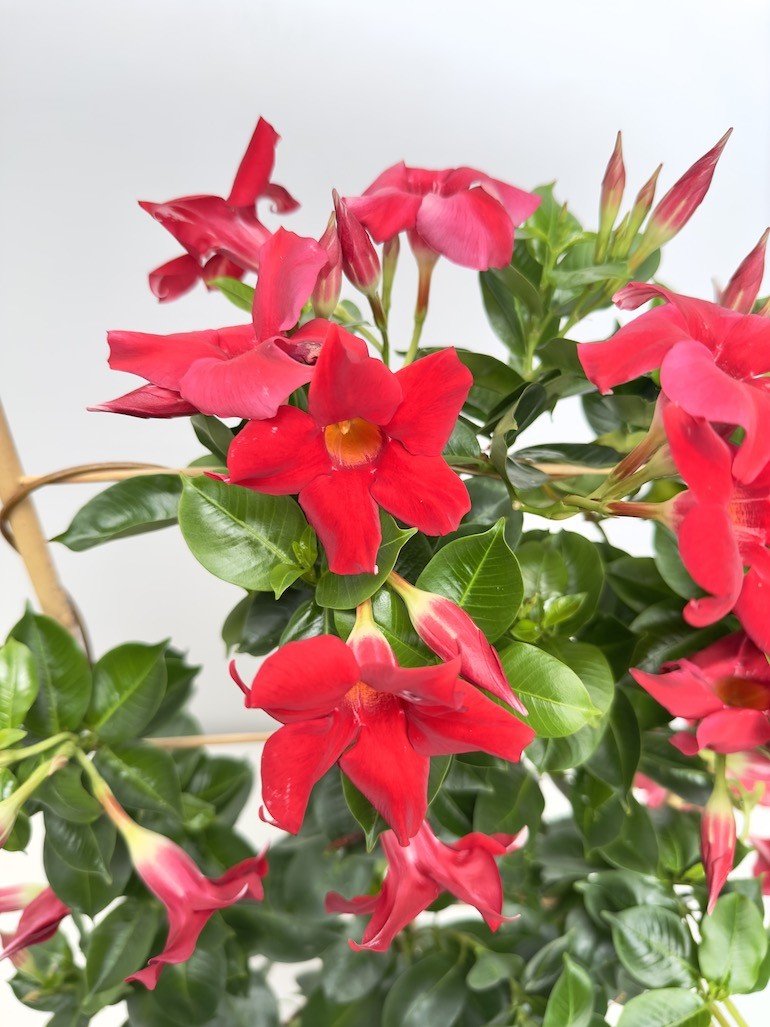 Mandevilla Splendens