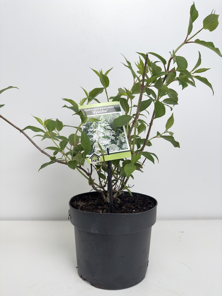 Hortensja Bukietowa Kyushu