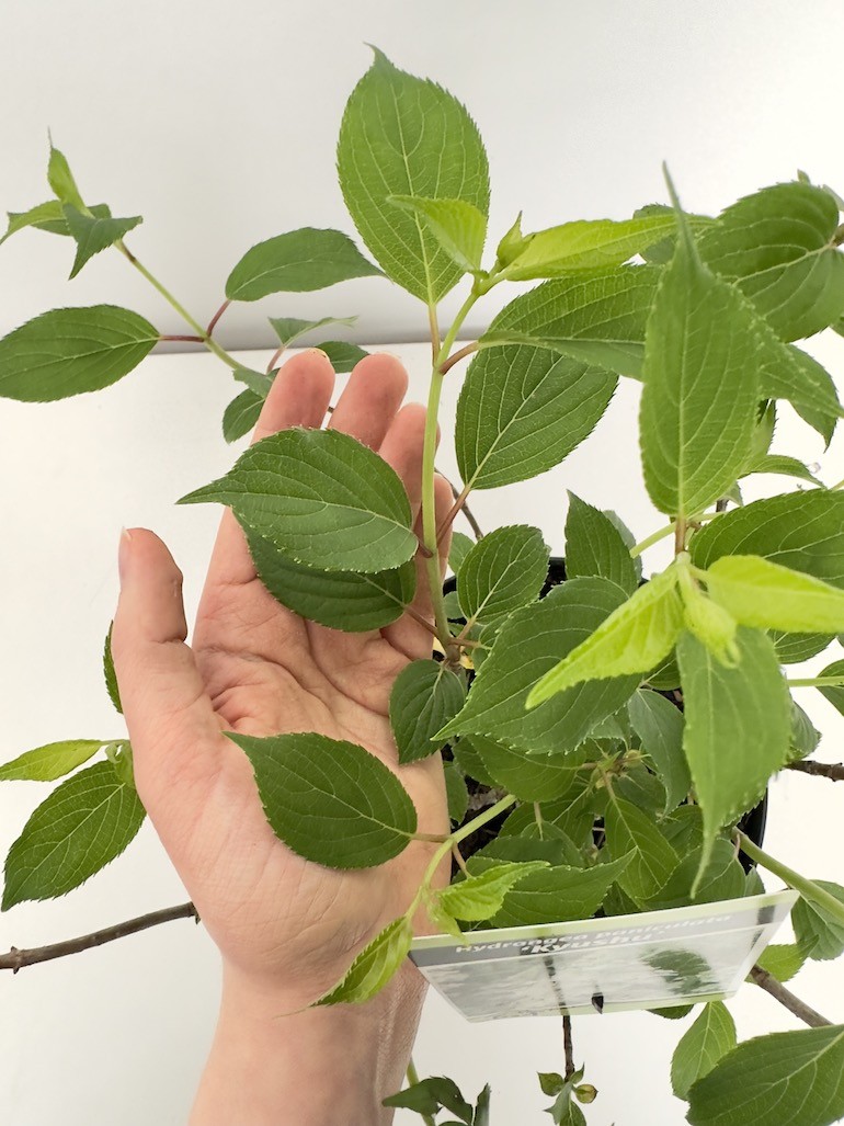 Hortensja Bukietowa Kyushu