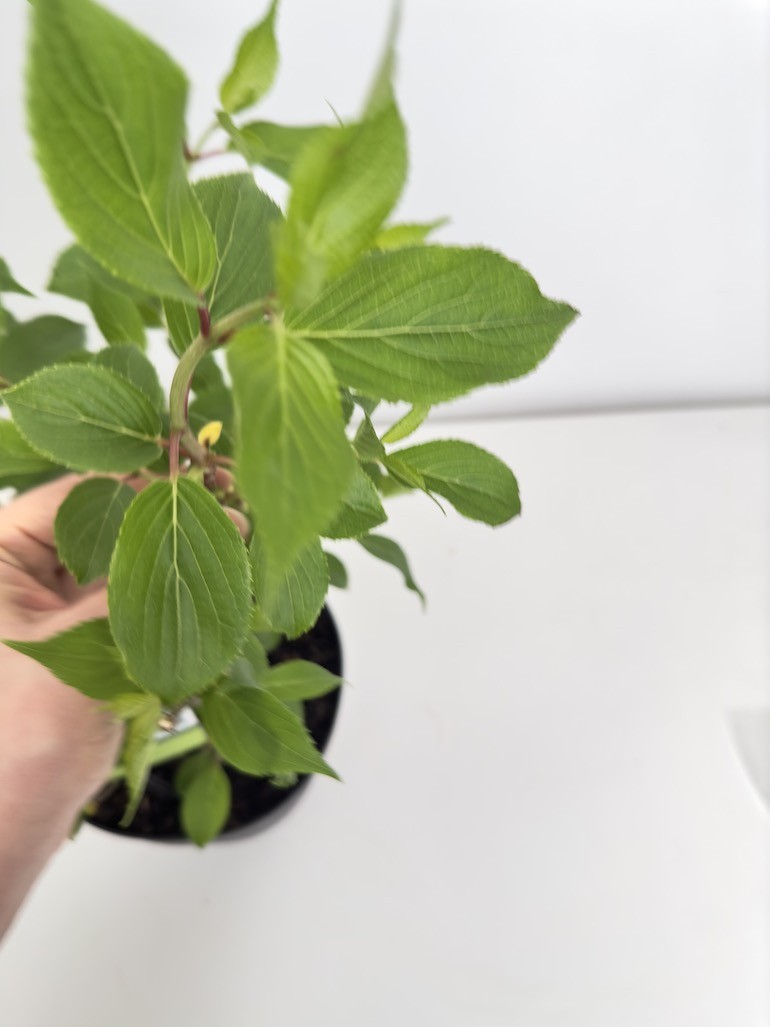 Hortensja Bukietowa Kyushu