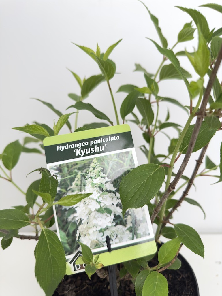 Hortensja Bukietowa Kyushu