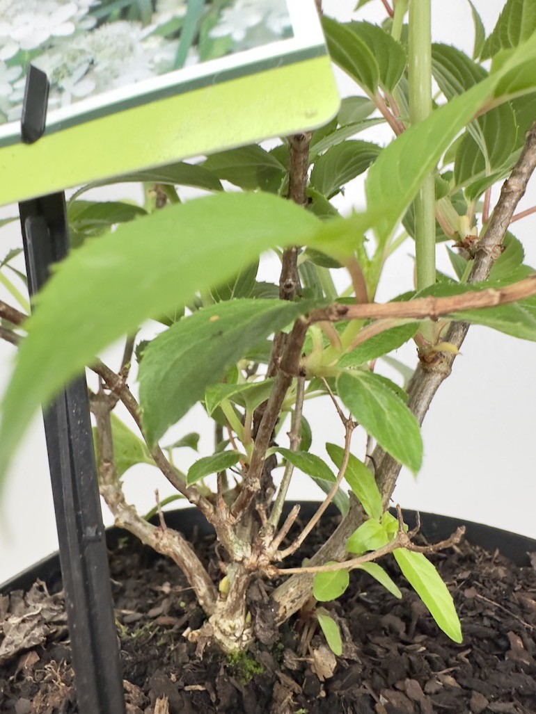 Hortensja Bukietowa Kyushu