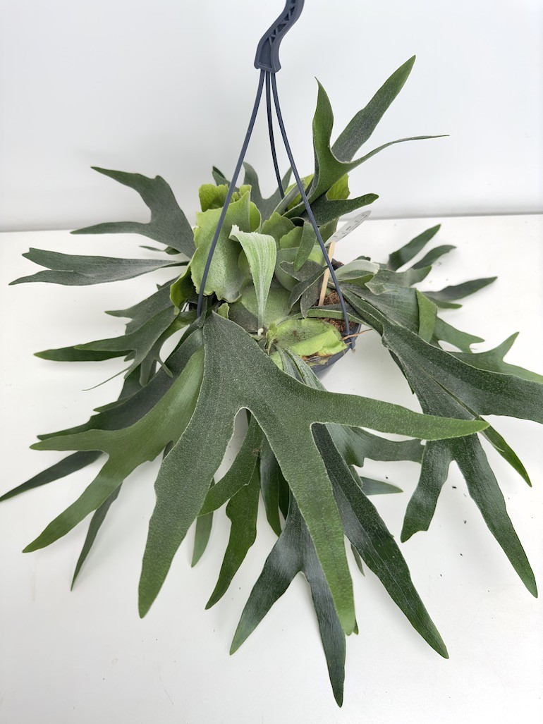 Platycerium bifurcatum ‘Łosie rogi’