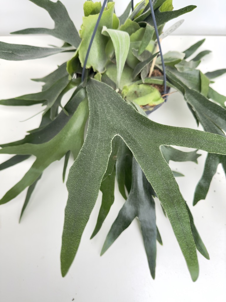 Platycerium bifurcatum ‘Łosie rogi’