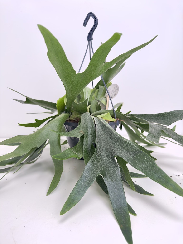 Platycerium bifurcatum ‘Łosie rogi’