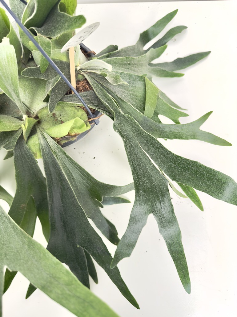 Platycerium bifurcatum ‘Łosie rogi’