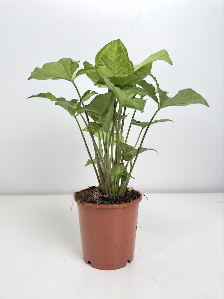 Syngonium Pixie
