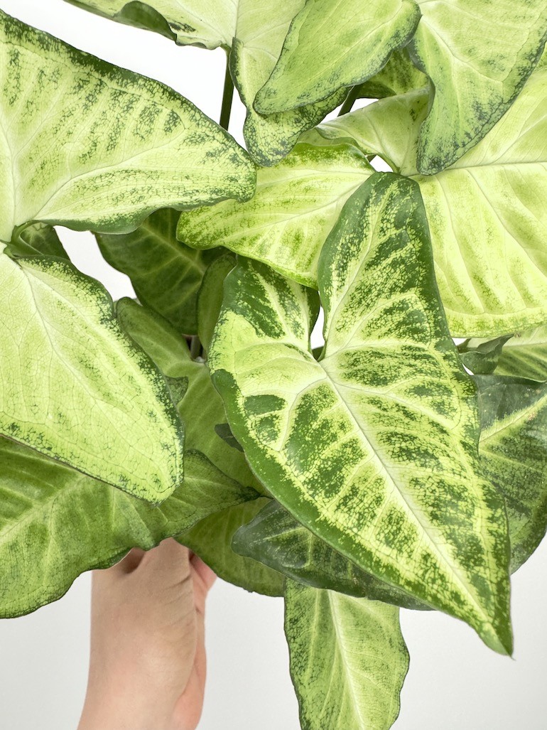 Syngonium Pixie