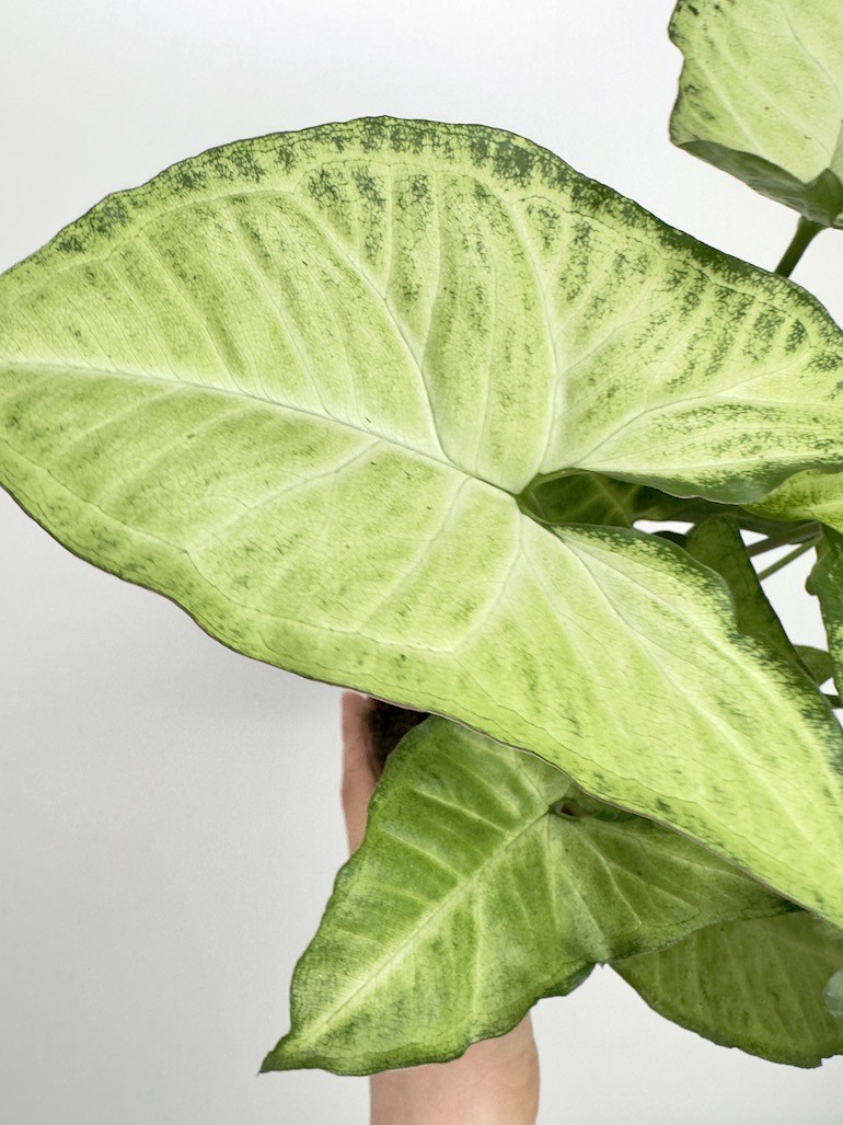 Syngonium Pixie