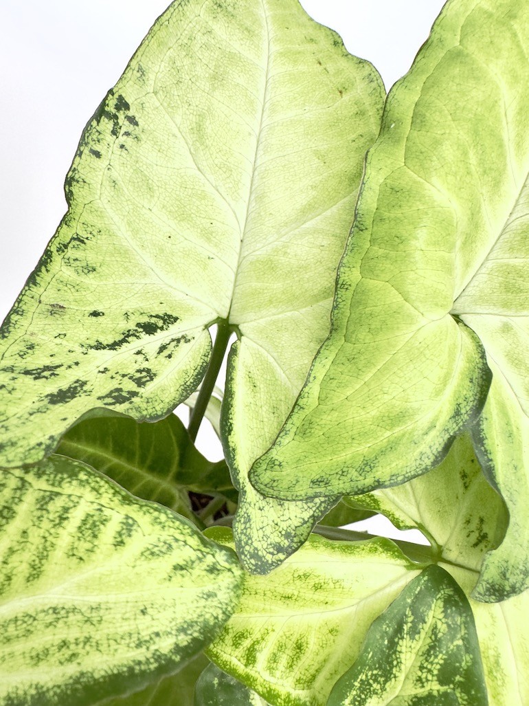 Syngonium Pixie