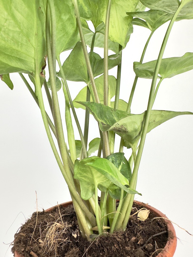 Syngonium Pixie
