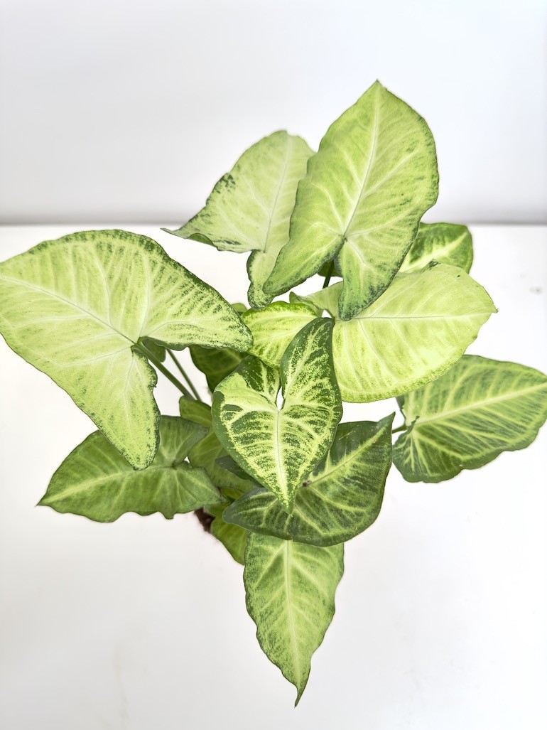 Syngonium Pixie