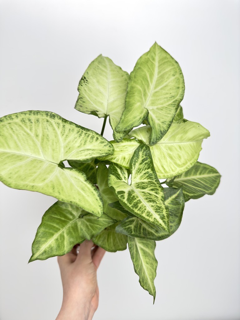 Syngonium Pixie
