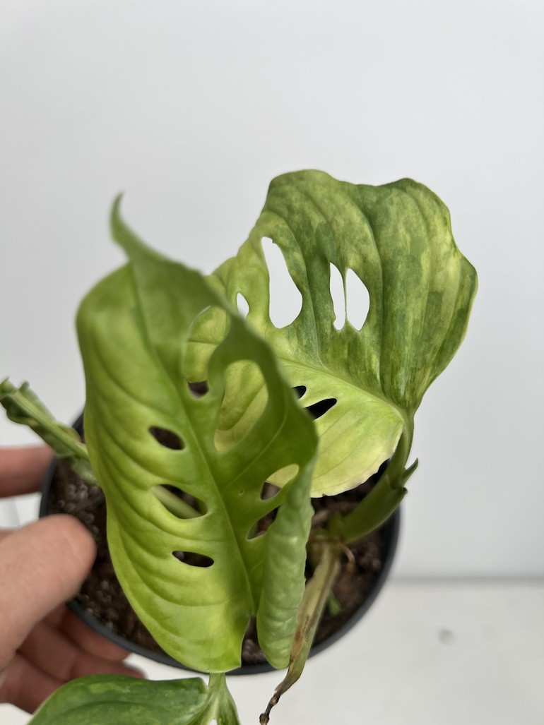Monstera Aurea