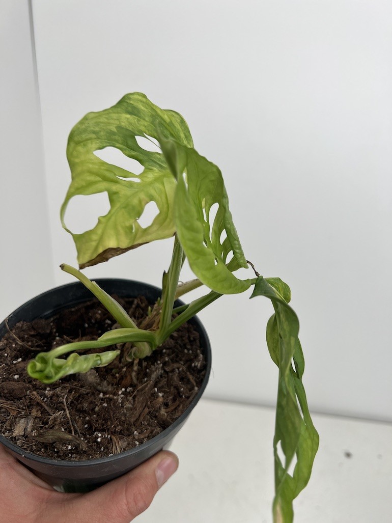Monstera Aurea