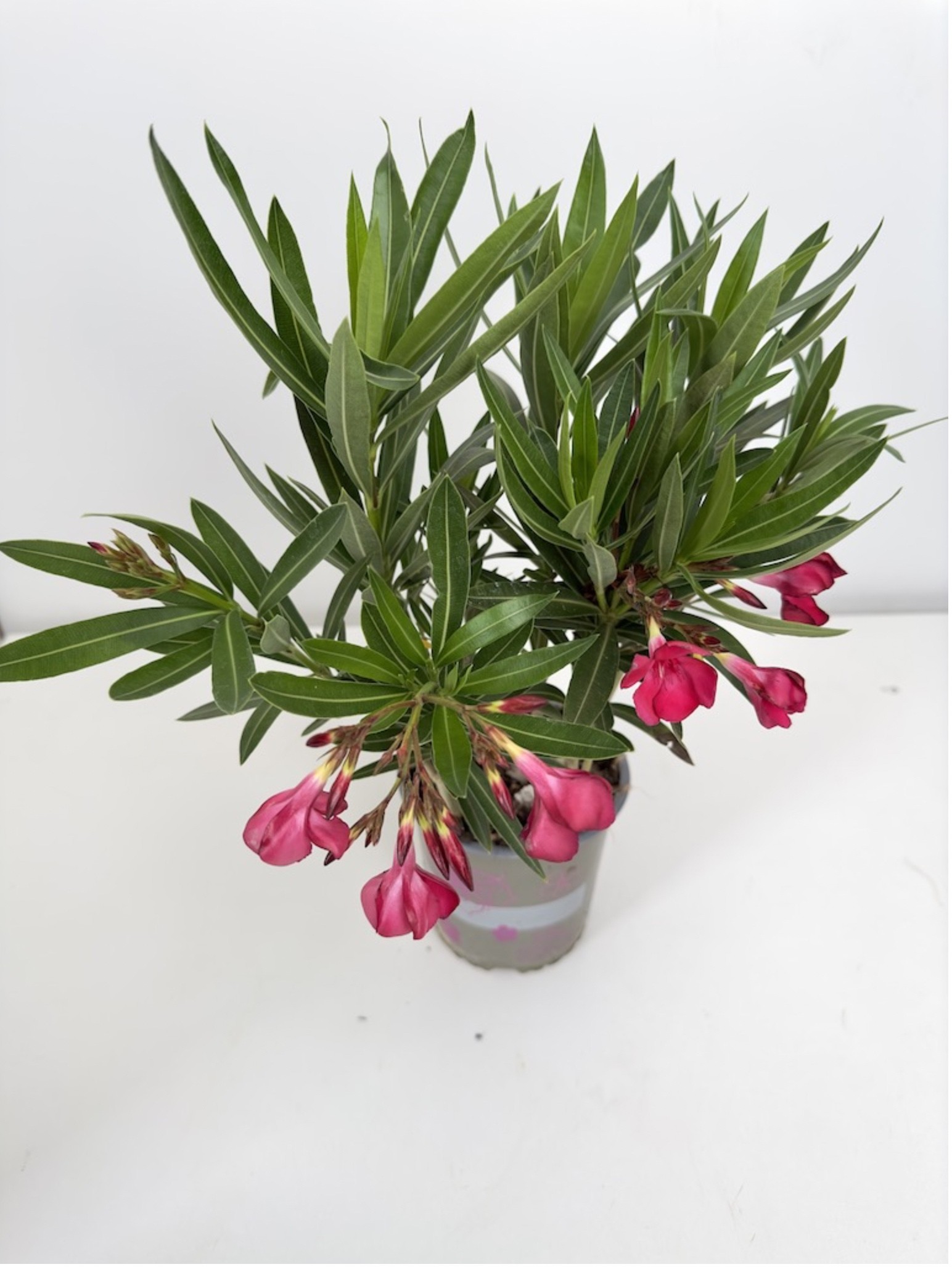 Nerium Oleander Intensywnie różowe kwiaty