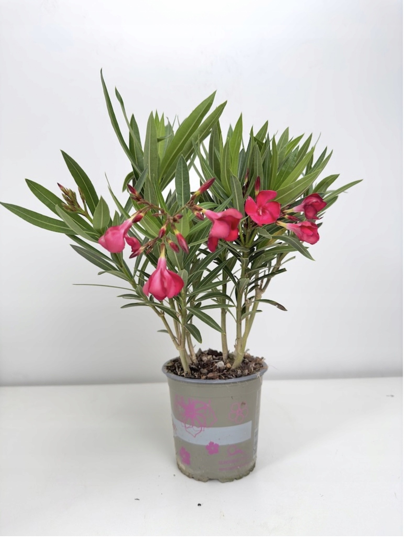 Nerium Oleander Intensywnie różowe kwiaty