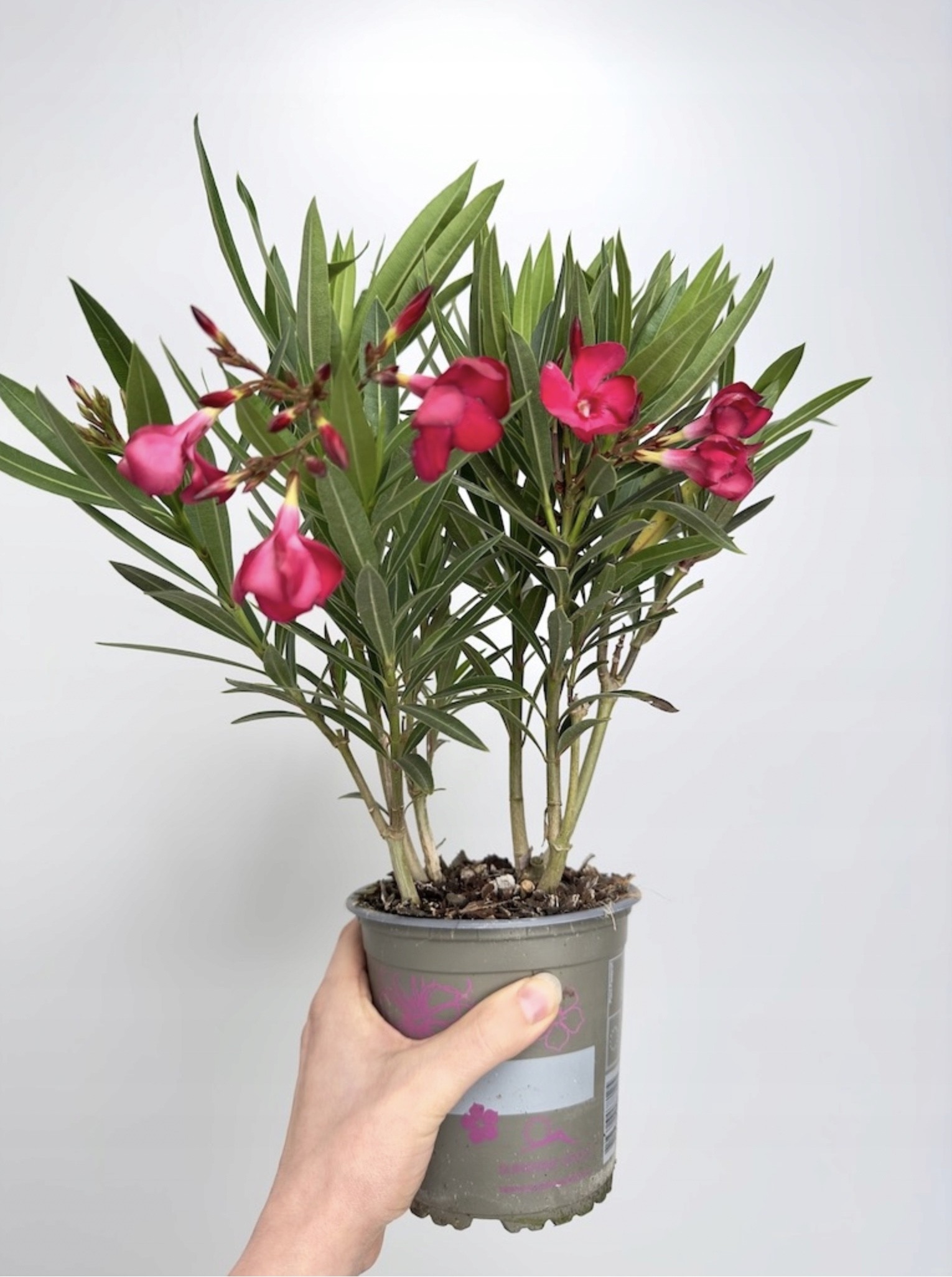 Nerium Oleander Intensywnie różowe kwiaty