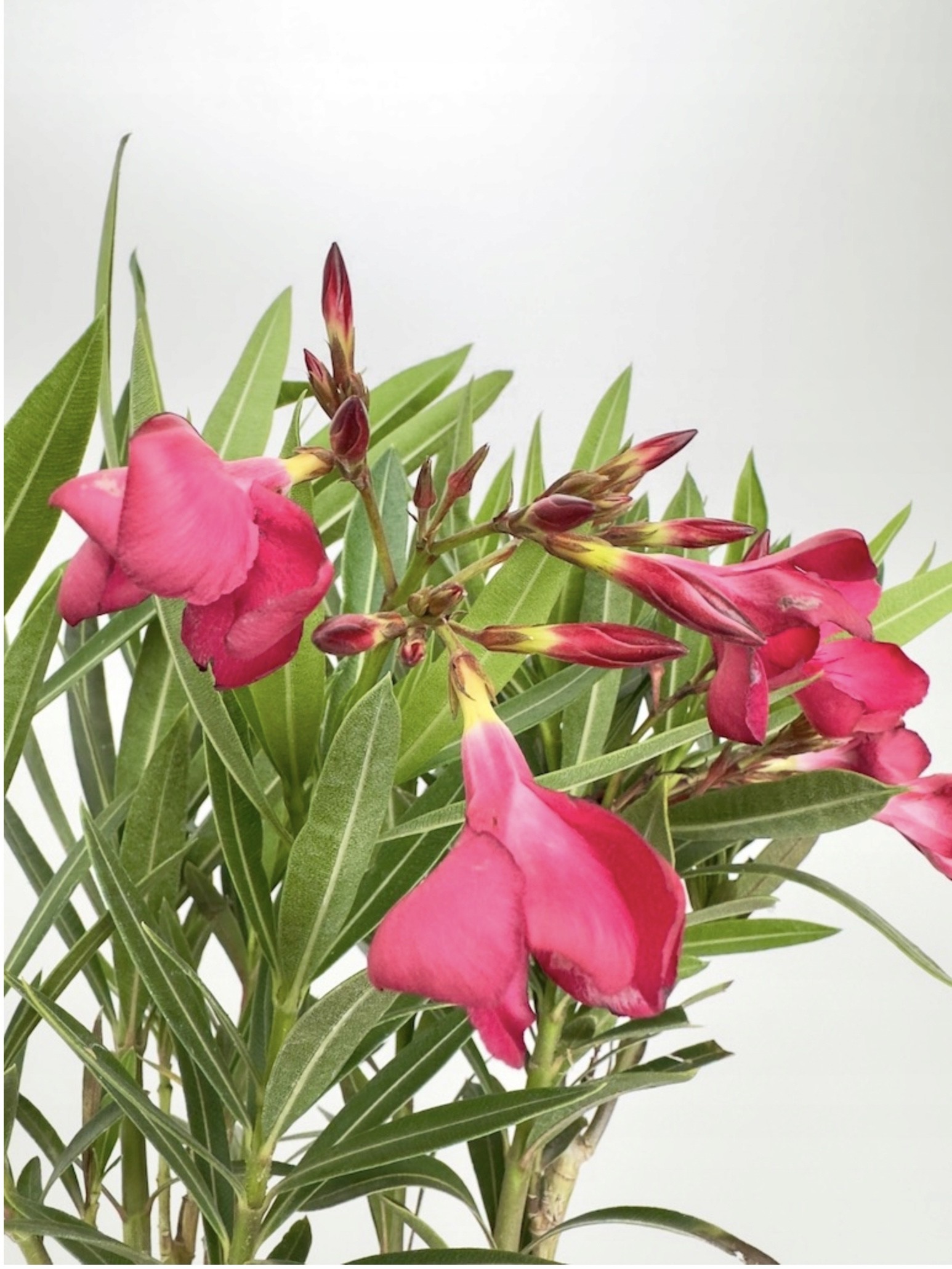 Nerium Oleander Intensywnie różowe kwiaty