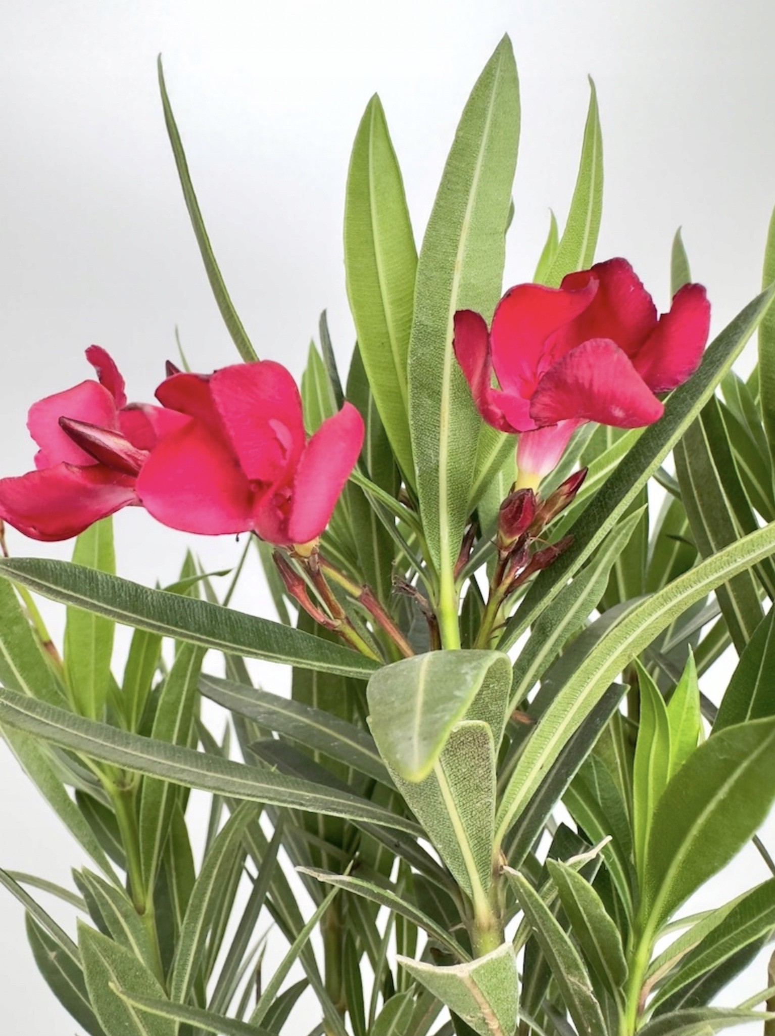 Nerium Oleander Intensywnie różowe kwiaty