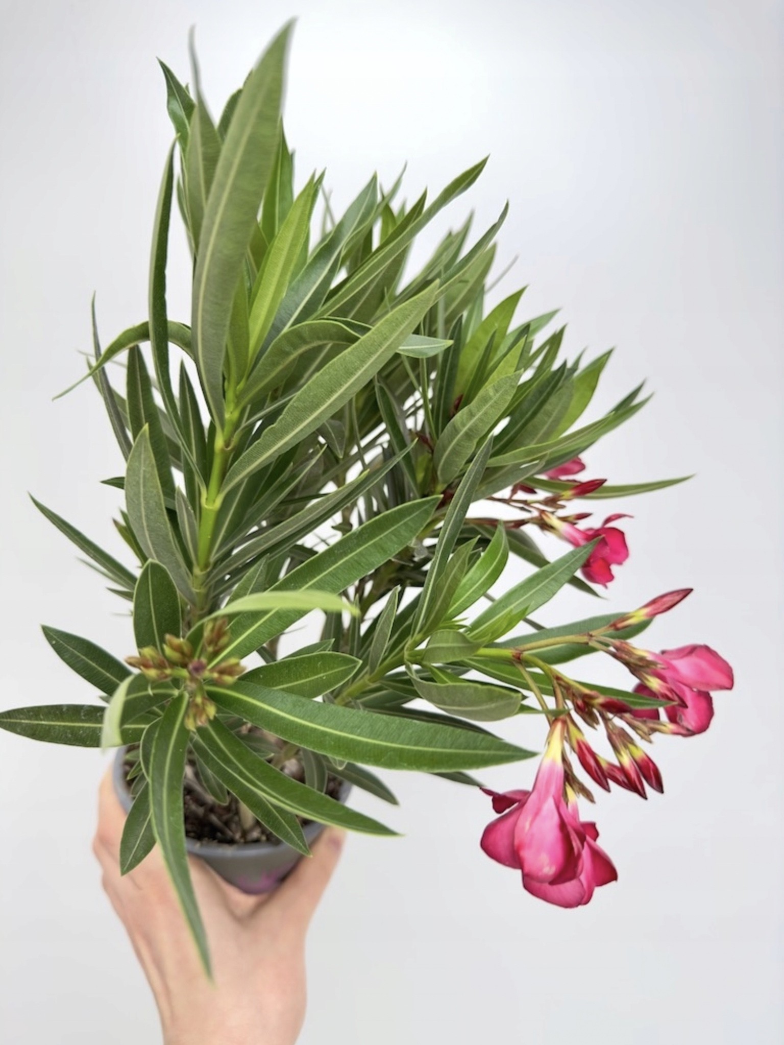 Nerium Oleander Intensywnie różowe kwiaty