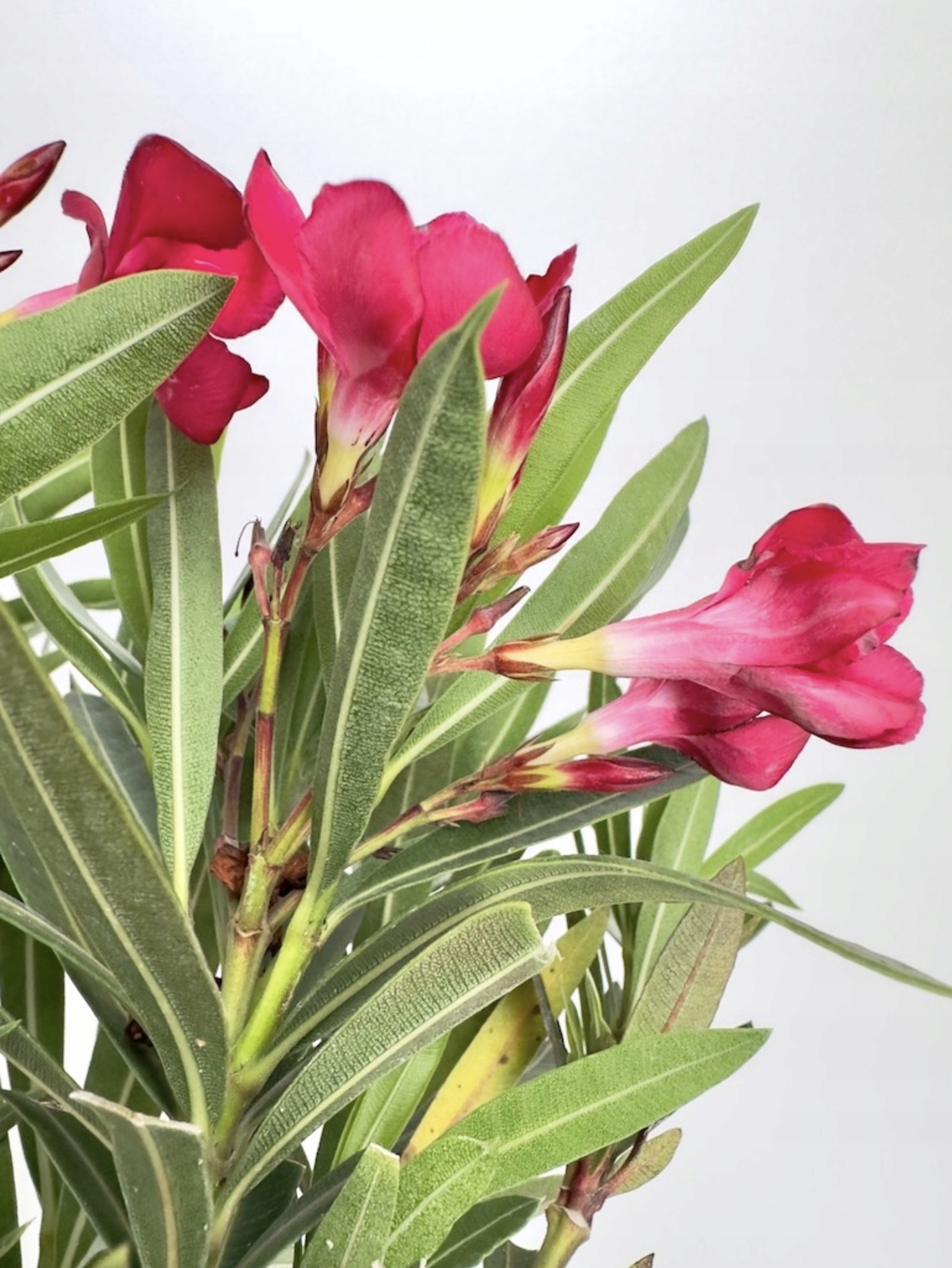 Nerium Oleander Intensywnie różowe kwiaty