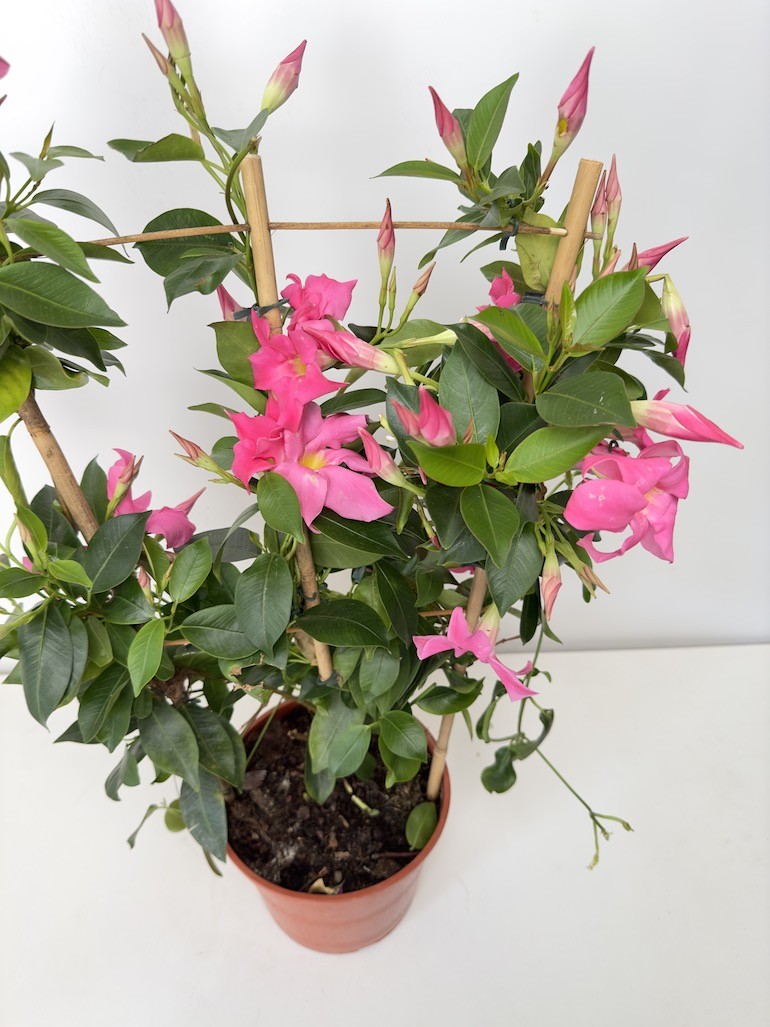 Mandevilla Sundeville Pink