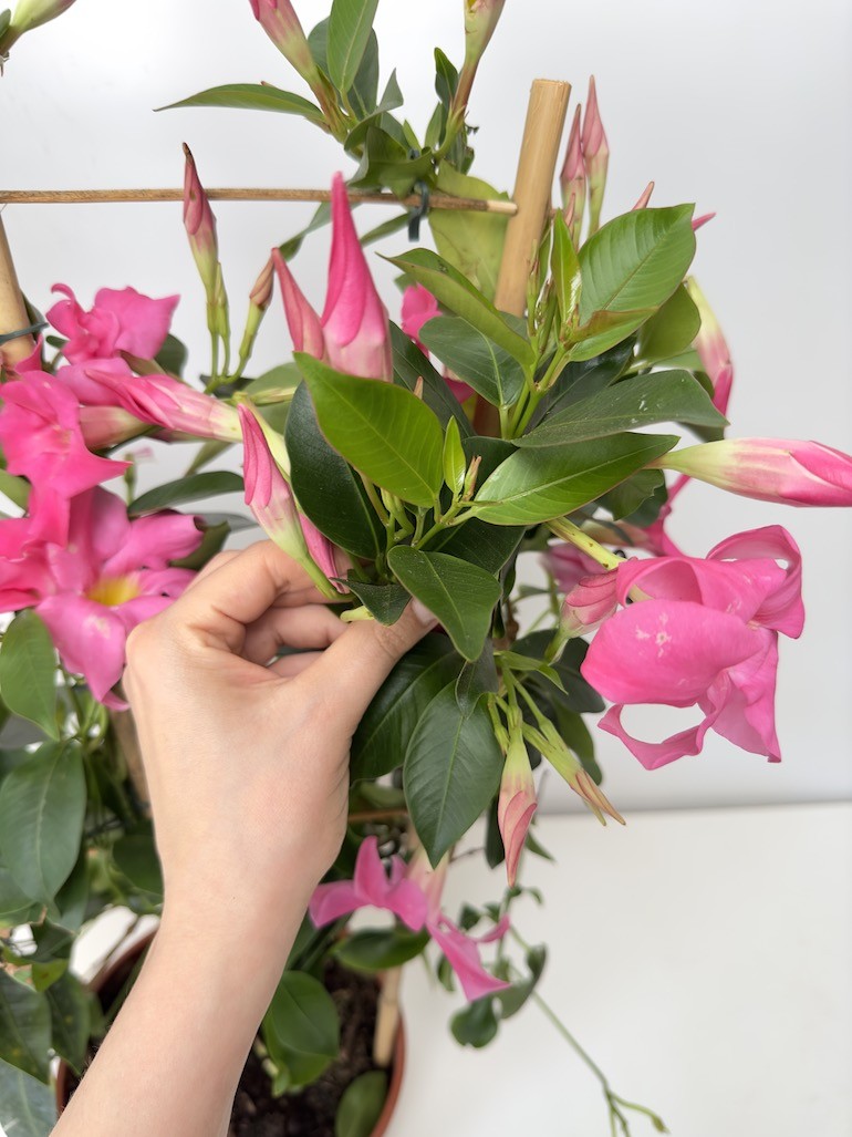 Mandevilla Sundeville Pink